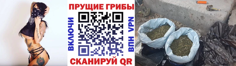 Псилоцибиновые грибы Psilocybe  Купить закладки  Арамиль 